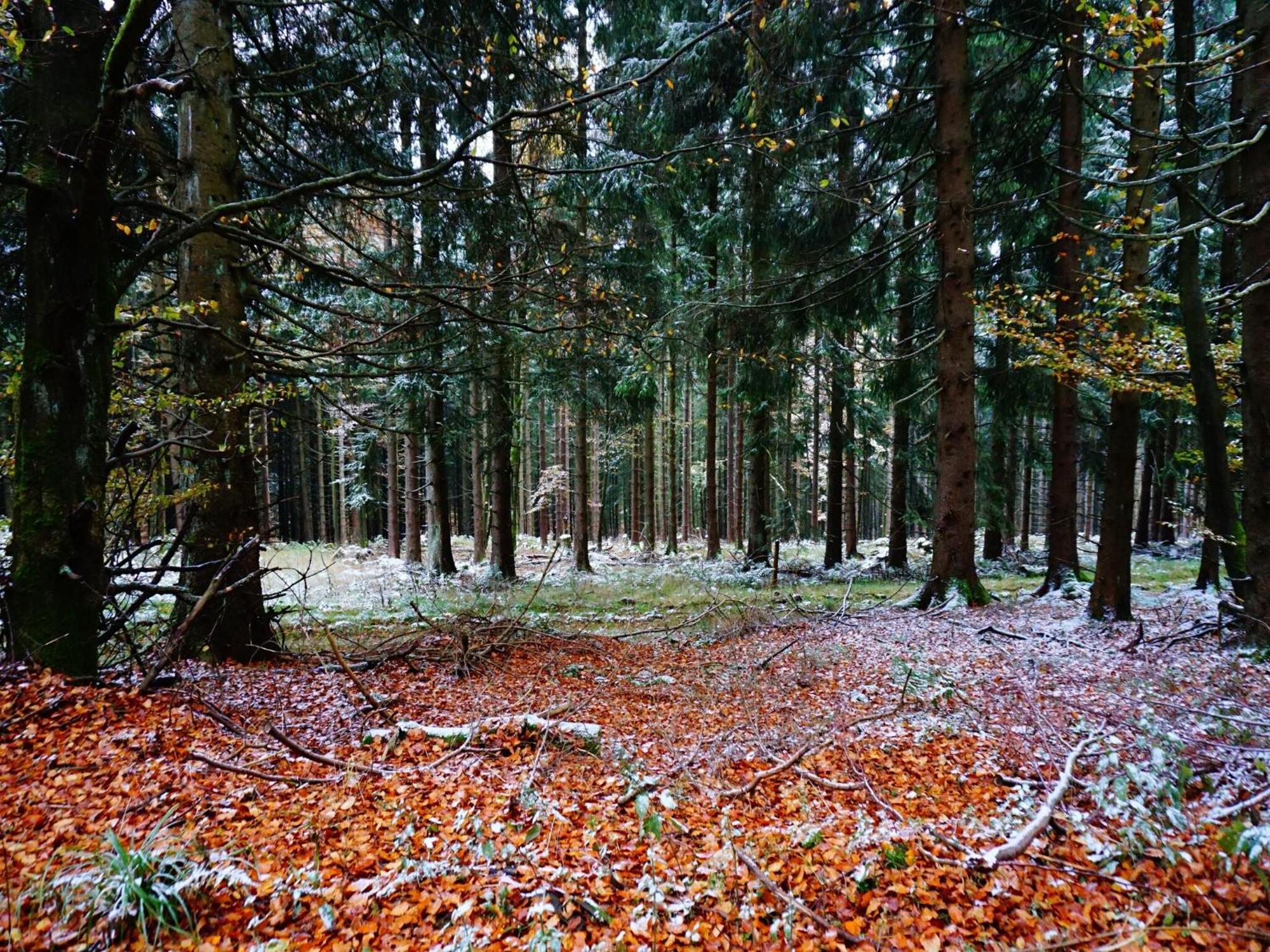 Exclusive Group House In In The Forest